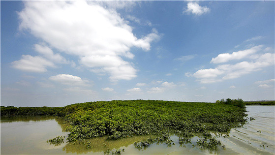 mangrove.jpg