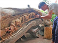 Silk Road scene carved into tree trunk