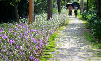 Sea of orchids entices visitors