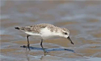 Leizhou's wetlands included on Top 10 Notable Coastal Wetlands List