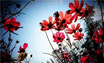 Beautiful Zhanjiang: cosmic garden in Haibin Park