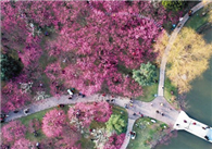 Sniff the fragrance of wintersweet blossoms in Orange Island