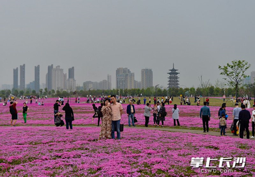 phlox1_副本.jpg