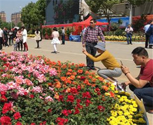 Nanyang aspires to be world-famous city of roses