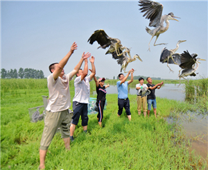 Nanyang sets wild herons free