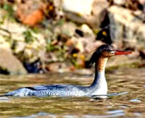 Chinese mergansers spotted in Nanyang