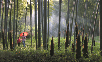 Sea of Bamboo in Yixing