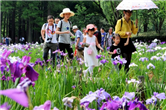 Turtle head Isle hosts iris flower celebration