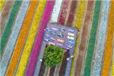 Yoga group performs lotus positions among the flowers in Wuxi