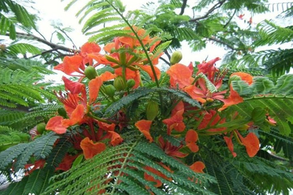 凤凰木-Delonix regia_副本.jpg