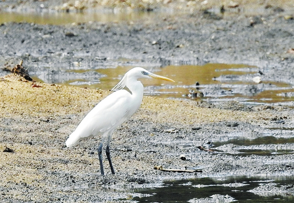 Rare varieties observed at Hainan Bird Watching Festival 