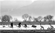 Ecological progress on the Qinghai-Tibet Plateau