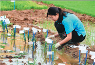 China's super hybrid rice output reaches new high