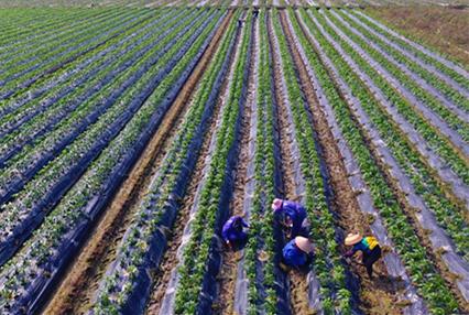 Hainan rolls out regulations to safeguard seed breeding