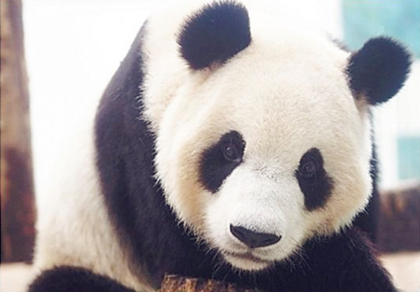 Hainan to welcome first two pandas next month