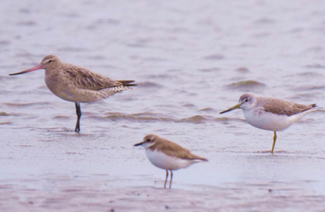 Thousands of birds descend upon Hainan in 2019