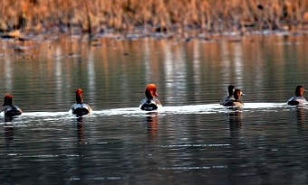 Bird Island