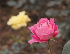 Huayu Lake comes to life as rose festival approaches