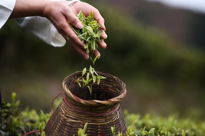 Guizhou tea expo expects over 5,000 visitors