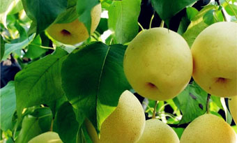 White pear of Mount Tai