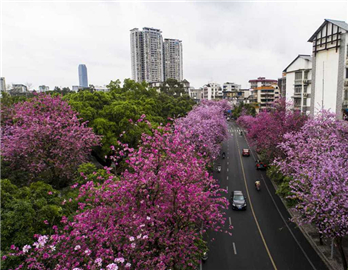 Bauhinia trees paint Liuzhou pink