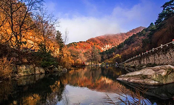 Enjoy beauty of maple trees in Tai'an