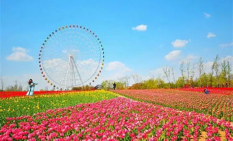 Flowering season