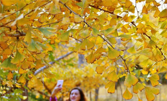 Yantai gingko leaves charm visitors