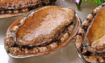 Dalian Abalone (大连鲍鱼 baoyu)