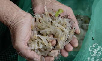 Taihu Lake White Shrimp