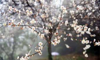 Huge variety of flowers to enjoy in Fuzhou's spring