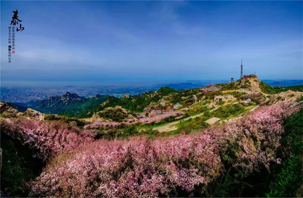 张婕-岱顶海棠花.jpg