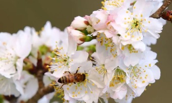 Enjoy colorful spring in Tai'an