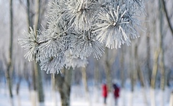 Rime walk in Liaoning