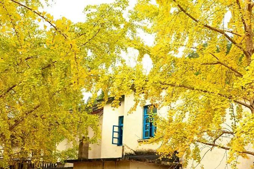 Home of ginkgo trees - Pingtian town_副本.png