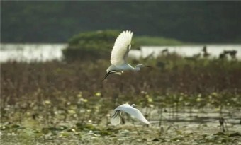 A guide to autumn bird watching spots in Guangzhou