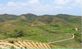 Minghuang Tea