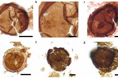 Jiangsu scientists recreate Earth's first mass extinction