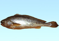 Zhoushan yellow croaker(舟山大黄鱼)