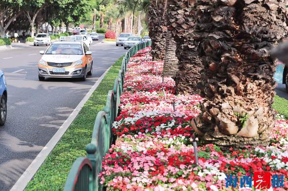 环岛路两侧百花齐放。.jpg