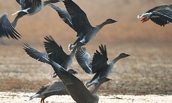 Shenyang embraces best bird-watching season