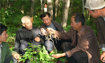 Ginseng picking