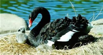 Family of black swans creates waves in Jilin University