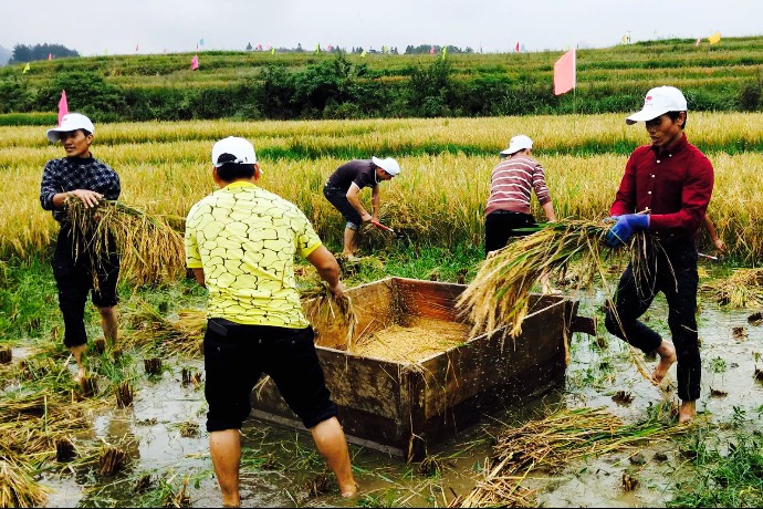 Guizhou reaps plentiful harvest from agritourism