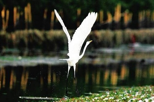 Egret_6d1c9.jpg