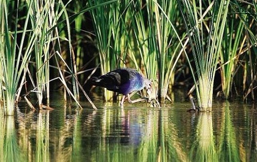 Purple Swamphen_8a8e2.jpg