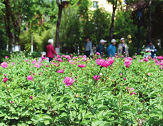 Pretty peonies brighten up Taiyuan