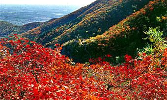 Xiangshan Park (Fragrant Hills)