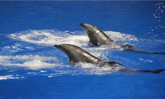 Beijing Aquarium