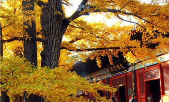 Hongluo Temple